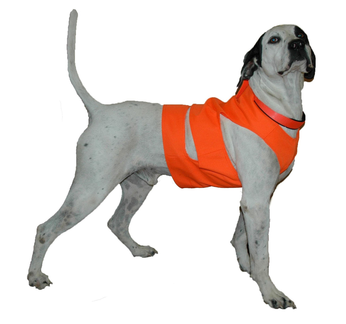 Mud River chest protector for dogs in blaze orange, high visibility during outdoor adventures.