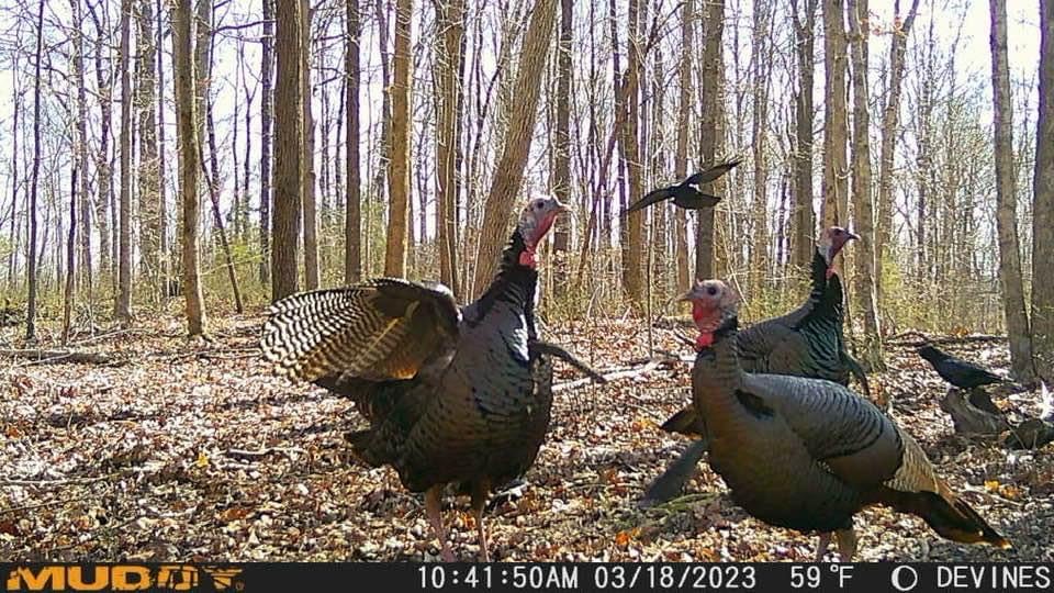 Muddy Matrix Stealth Cam Command Pro compatibility enables remote monitoring.