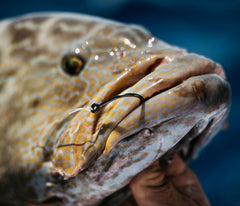 Mustad Demon wide-gap closeup revealing space for wide-mouthed species.