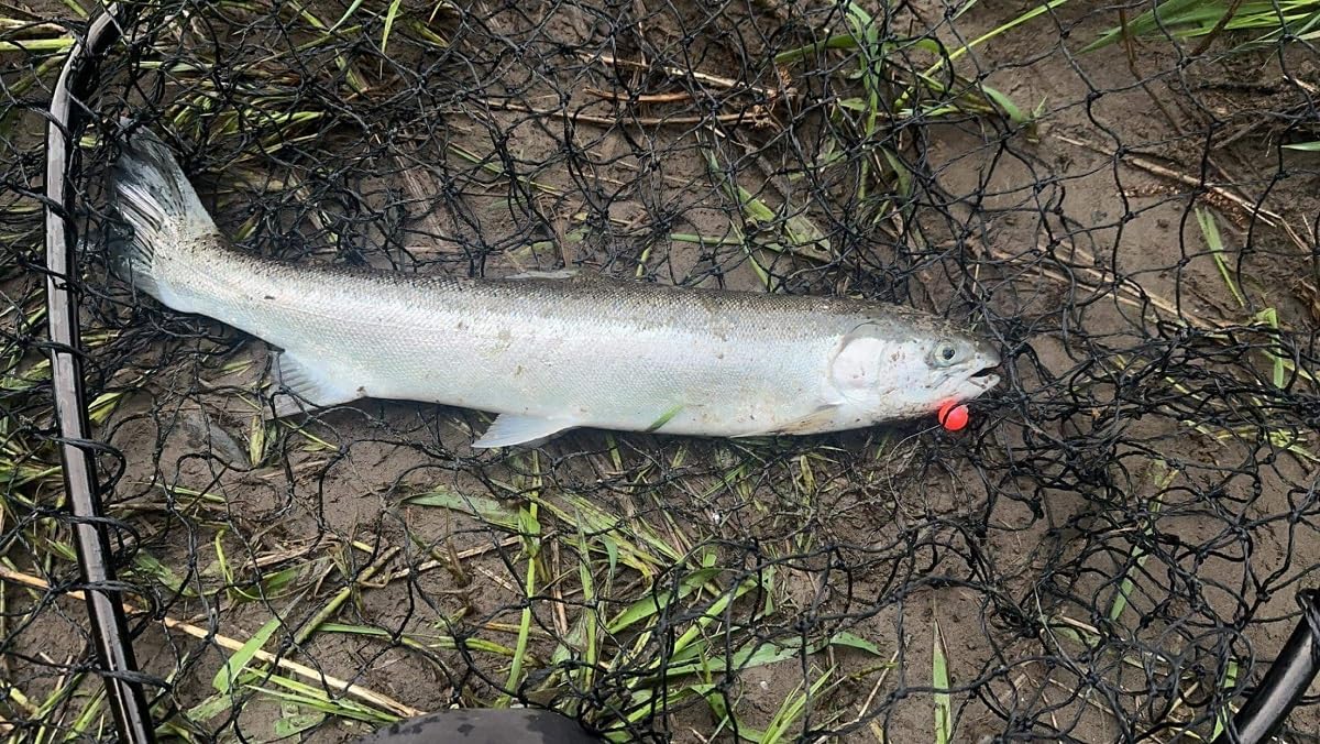 Beads used for freshwater river fishing on steelhead, salmon, and trout