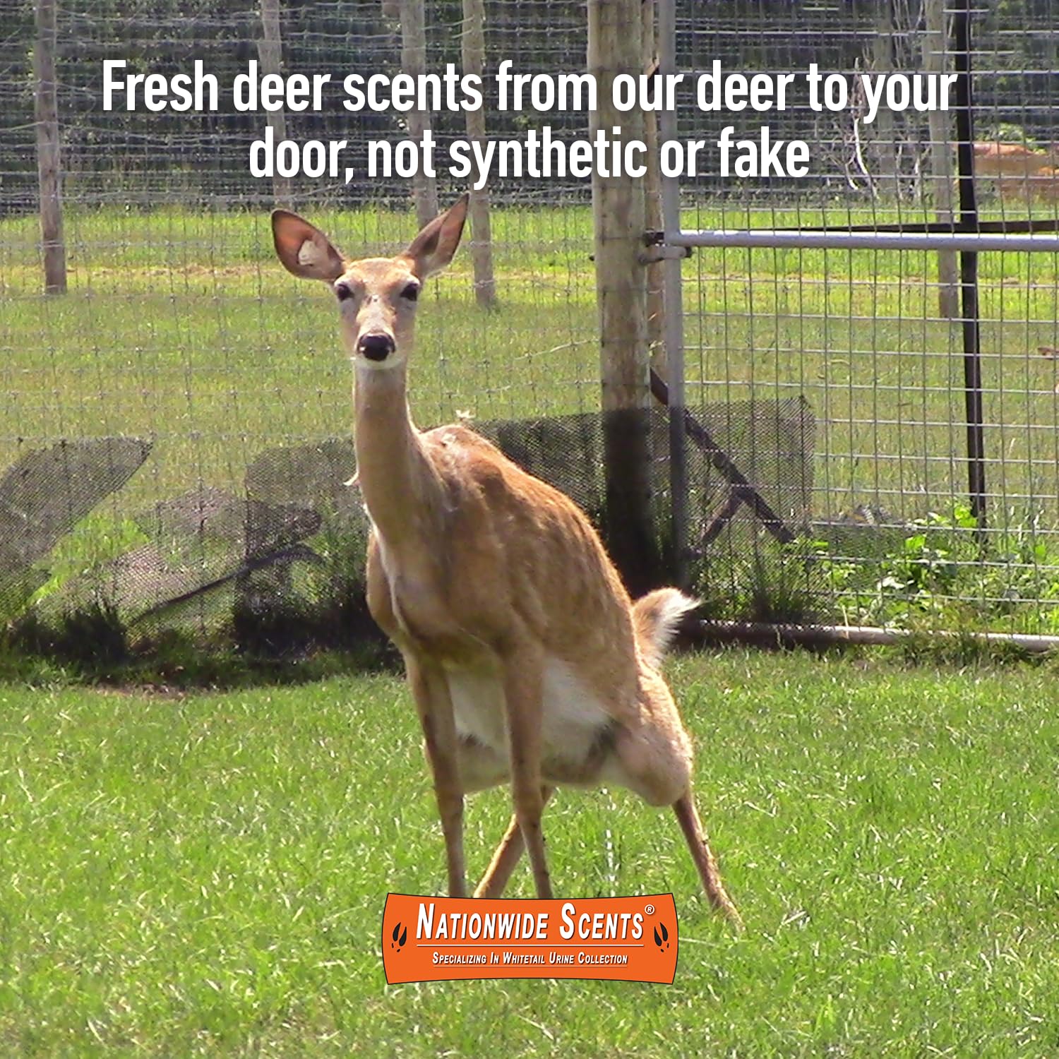 Nationwide Scents Buck Urine applied in mock scrapes to invite deer into daylight