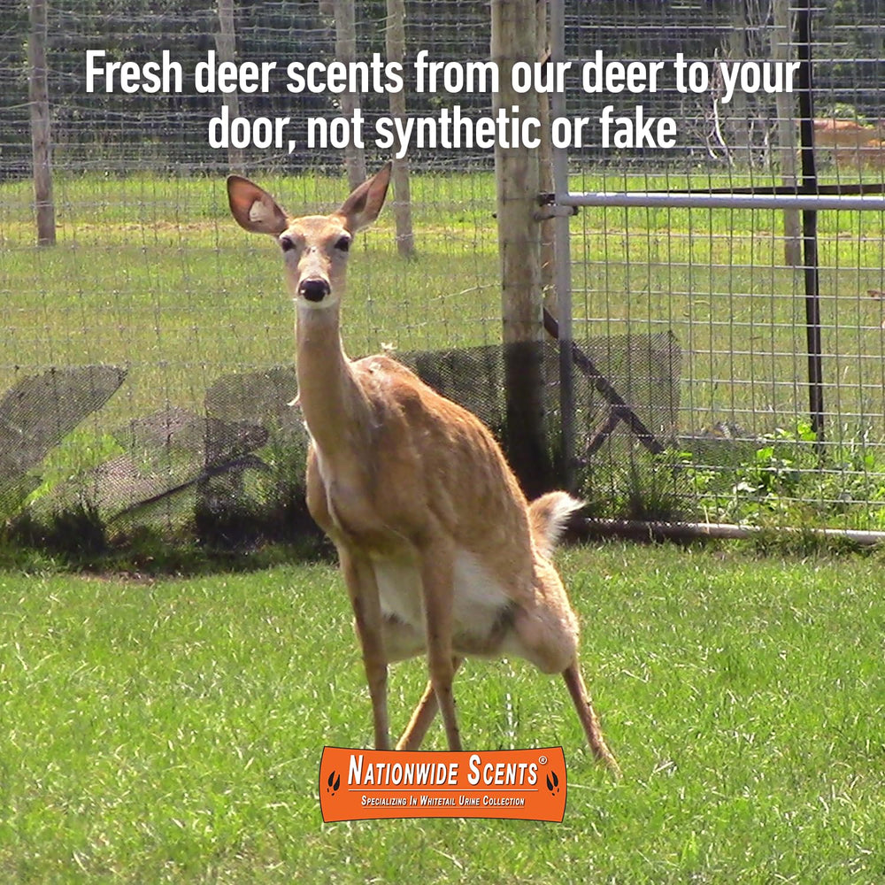 Nationwide Scents Buck Urine applied in mock scrapes to invite deer into daylight