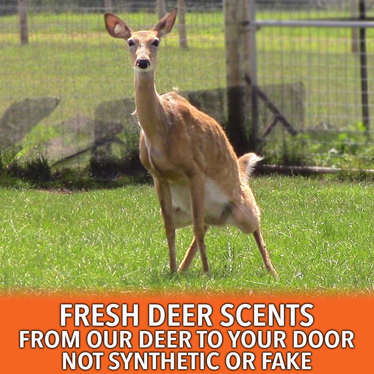 Nationwide Scents Deer Urine Wick stays wet longer for consistent trails.