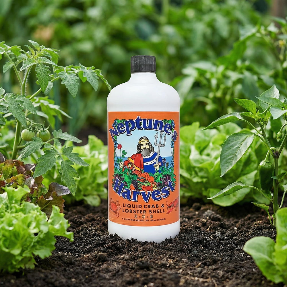 36oz Neptune's Harvest bottle supports ongoing feeding for multiple plantings