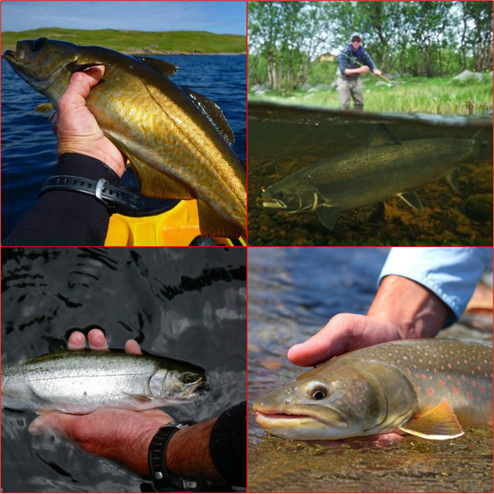 Complete NetAngler fishing kit with case