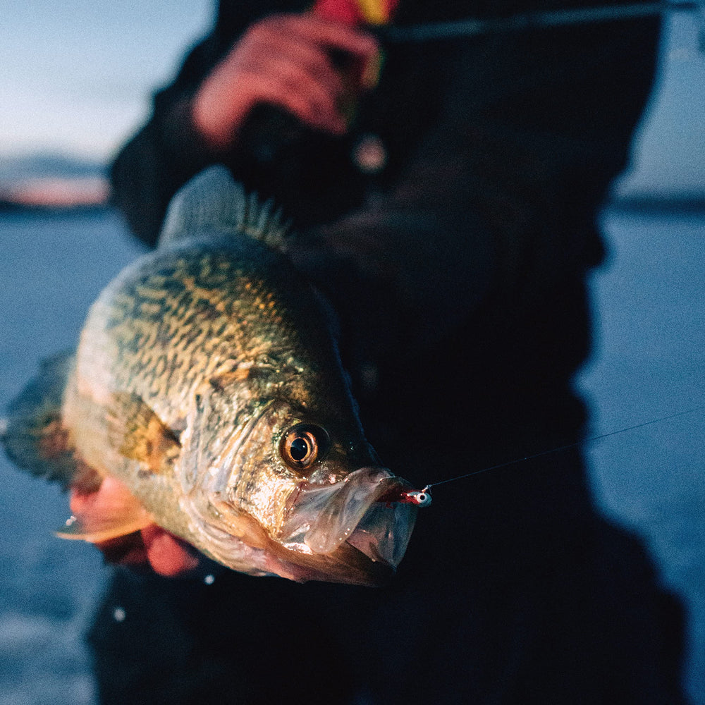 Northland Impulse jig hook shows premium sharp point for secure panfish hookups.