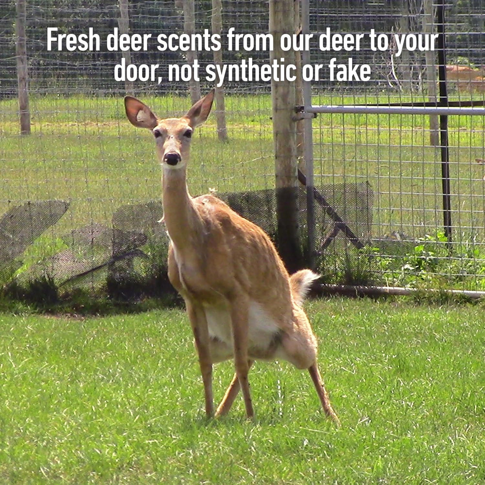 Outdoor Hunting Lab Buck Challenge Deer Urine cover scent blends with surroundings