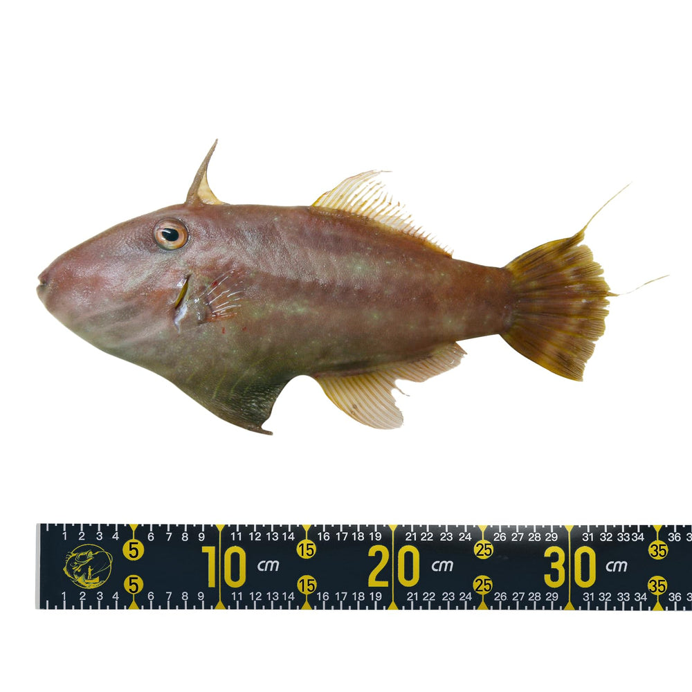 Packaging view showing 1 x adhesive fish ruler
