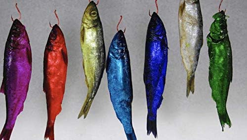 Assorted bait (eggs, herring, anchovies, shad) treated with Fire Brine