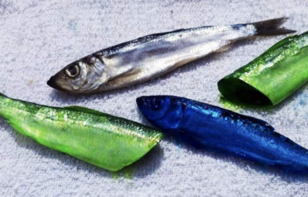 UV properties visual on bait treated with Fire Brine