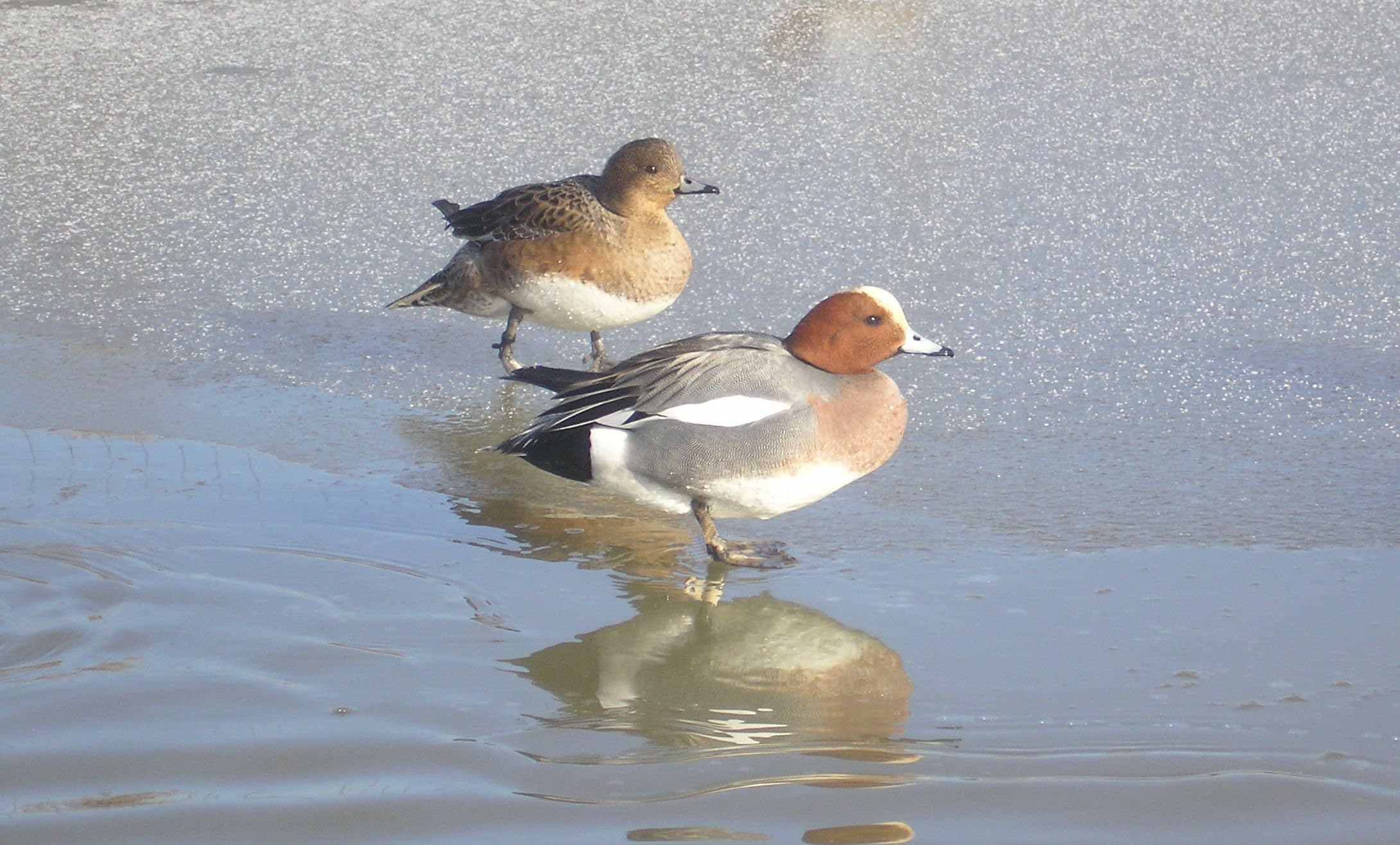 Whistle sounds reference: Pintail, Mallard Drake, Widgeon and Teal