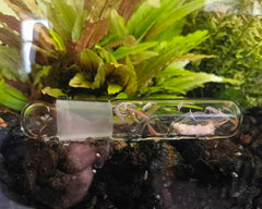 Top bulb bait chamber for planaria and leech trapping