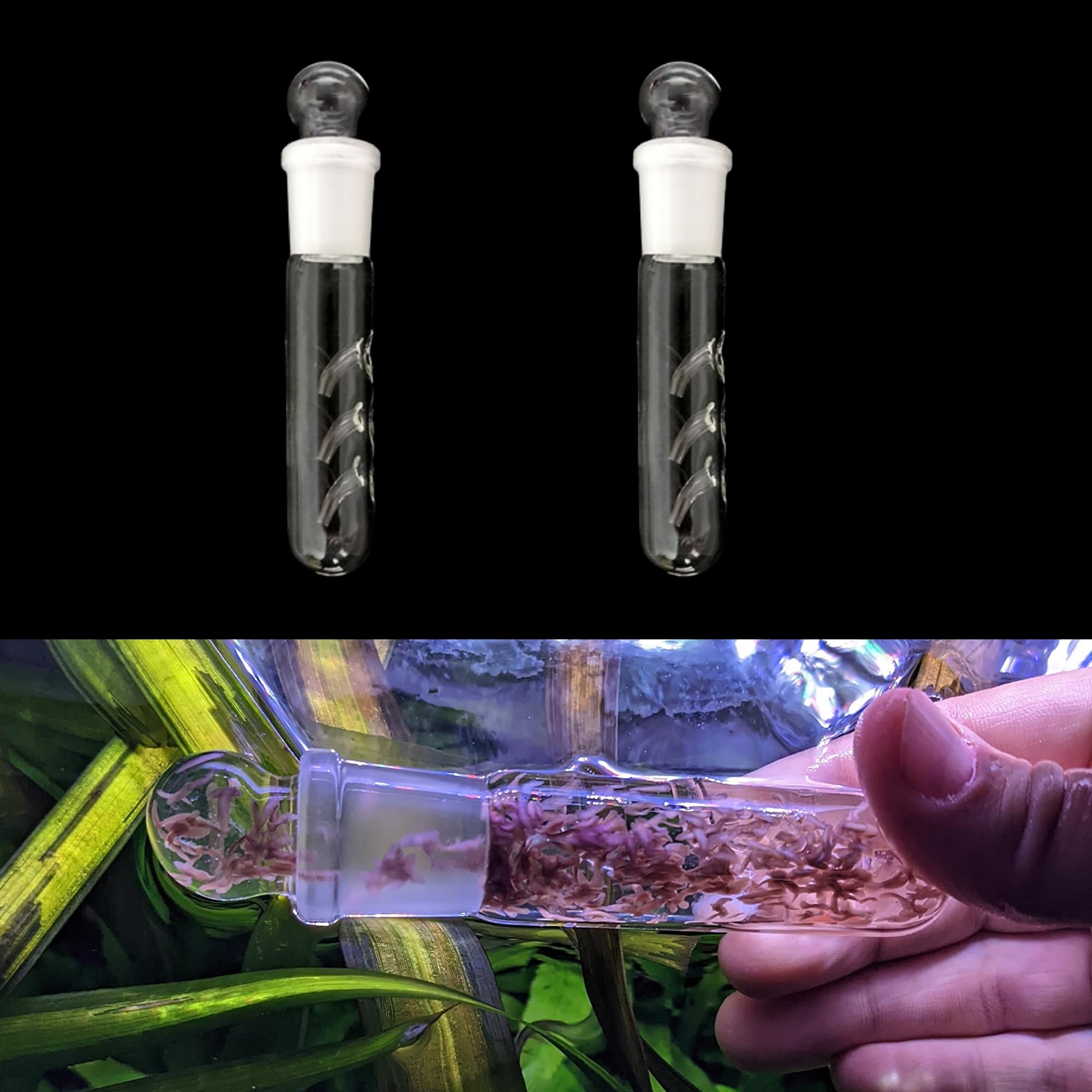 2-pack glass planaria catcher and bristle worm trap