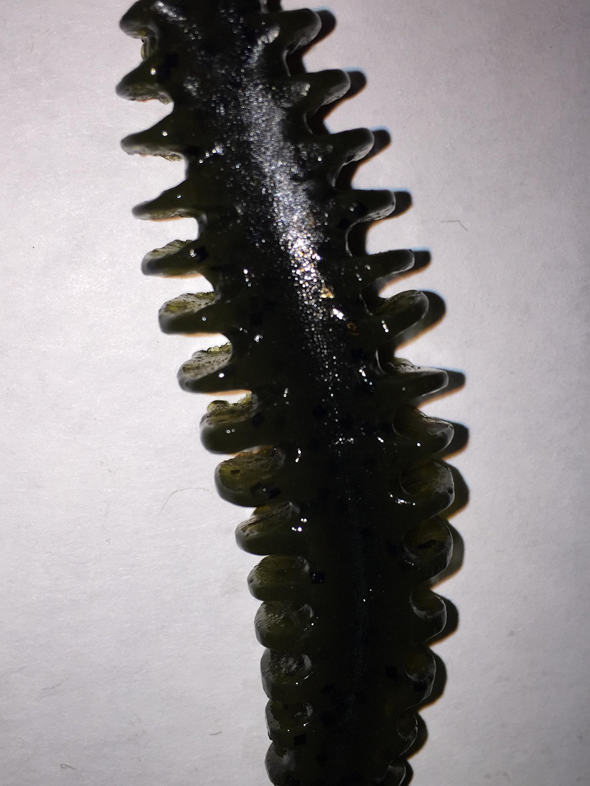 POOR BOY'S BAITS Erie Darter green pumpkin packaging highlights durability