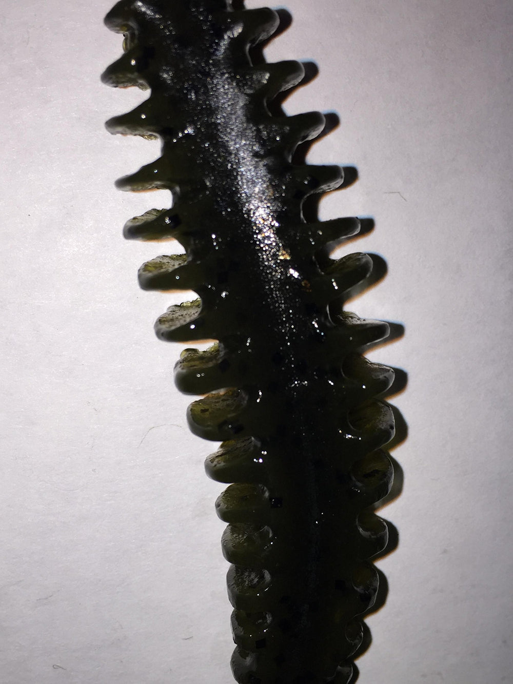 POOR BOY'S BAITS Erie Darter green pumpkin packaging highlights durability