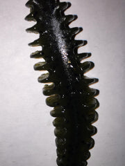 POOR BOY'S BAITS Erie Darter green pumpkin packaging highlights durability