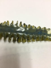 POOR BOY'S BAITS Golby Erie Darter Green on rock showing natural bait mimicry.