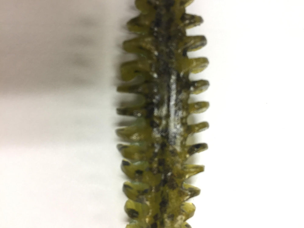POOR BOY'S BAITS Golby Erie Darter Green packed for versatility and long-lasting action.
