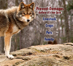 PredatorPee territory-scene image illustrating how scent cues guide wildlife.