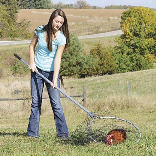 Net being used to catch small livestock like lambs or goats