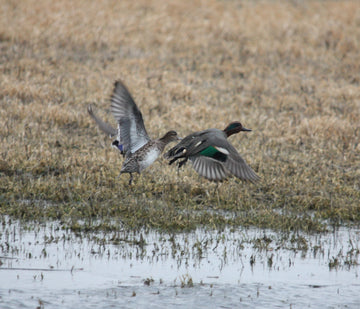 PRIMOS 839 Power Drake duck call shows the lanyard loop feature for quick field access