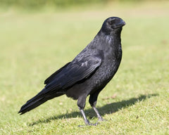 Close-up image of Primos Crow Call with packaging and design details