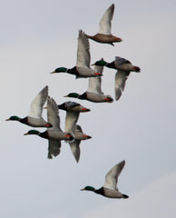 Primos duck call reeds close-up showing .010-Inch Mylar reed