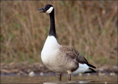 Close-up of Honky tonk goose call showing patented ditches and reed system