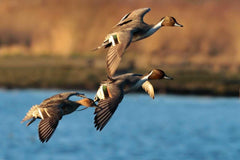 Pintail whistle capability demonstrated by the High Roller
