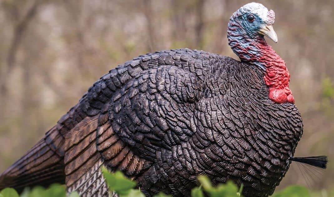 Lil Gobstopper Hen close-up with authentic coloring