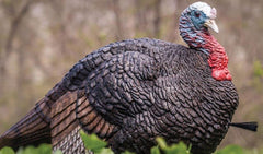 Lil Gobstopper Hen close-up with authentic coloring