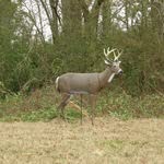 PRIMOS Scarface Decoy's confident glance boosts field credibility during hunts.