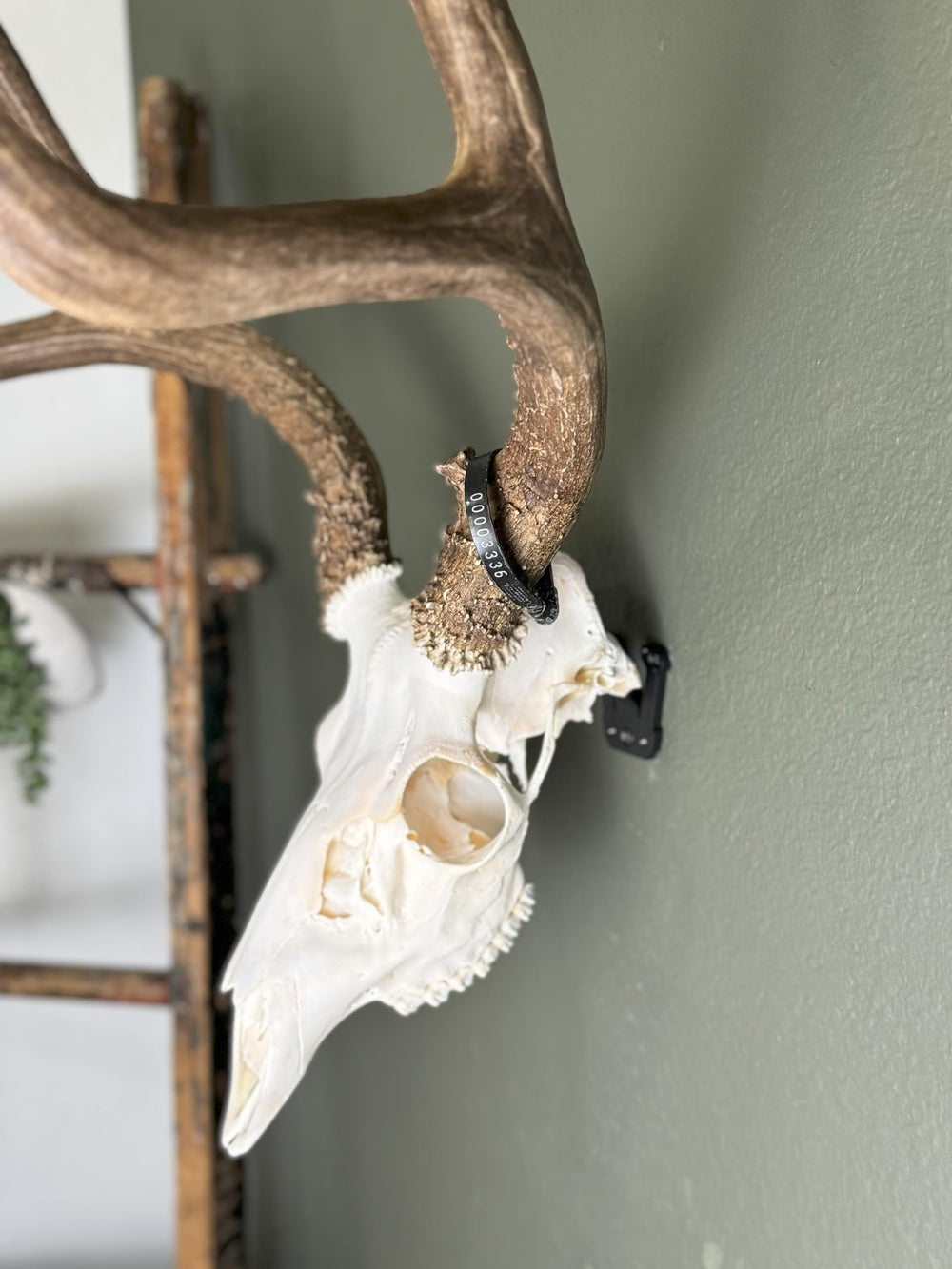 Prized Possessions durable construction ensures strong support for medium game trophies.