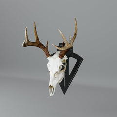 Prized Possessions European Skull Hanger wall mount close-up highlighting secure euro mount.