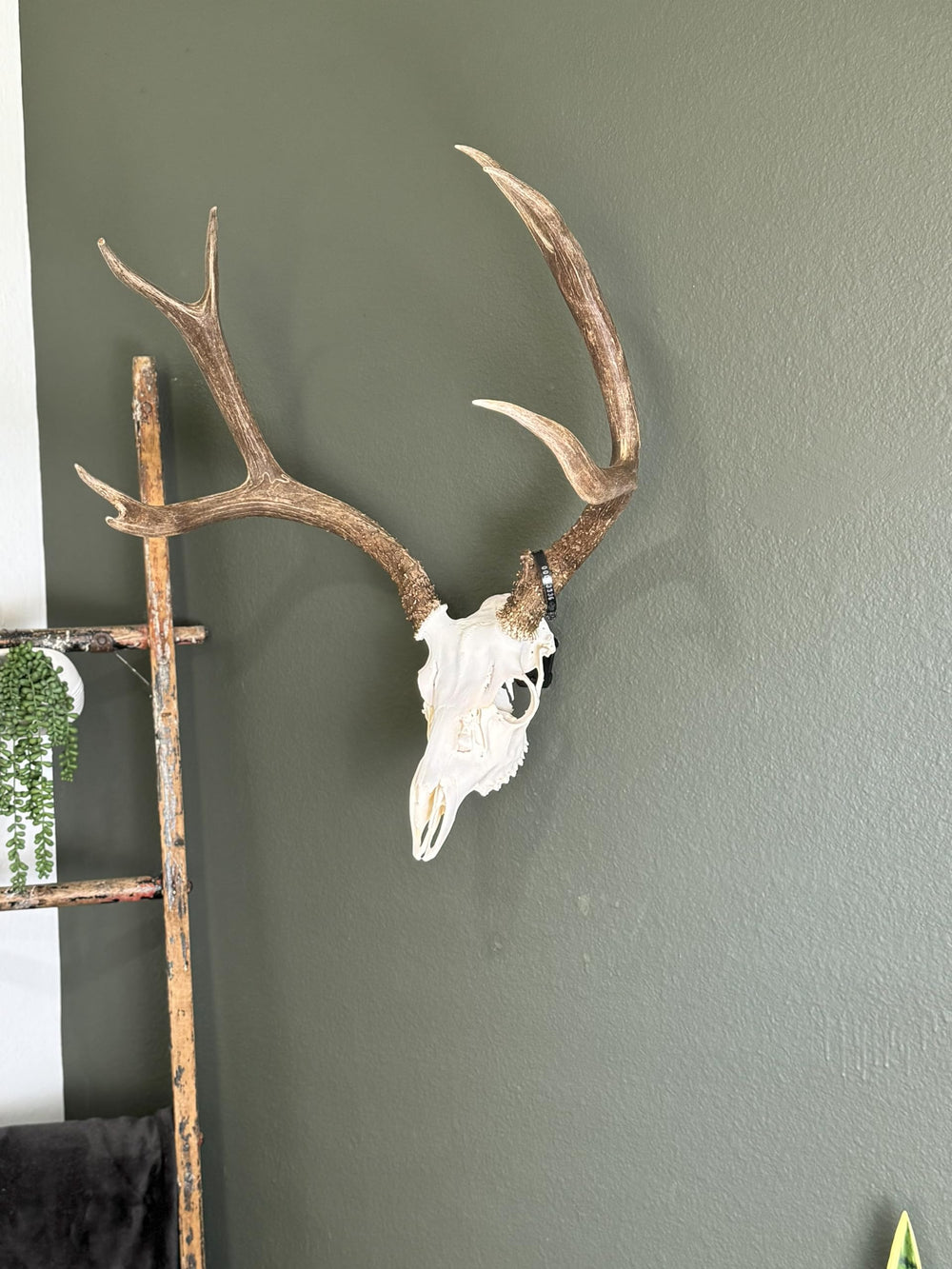 Prized Possessions medium game trophy hanger ideal for deer and other skulls.