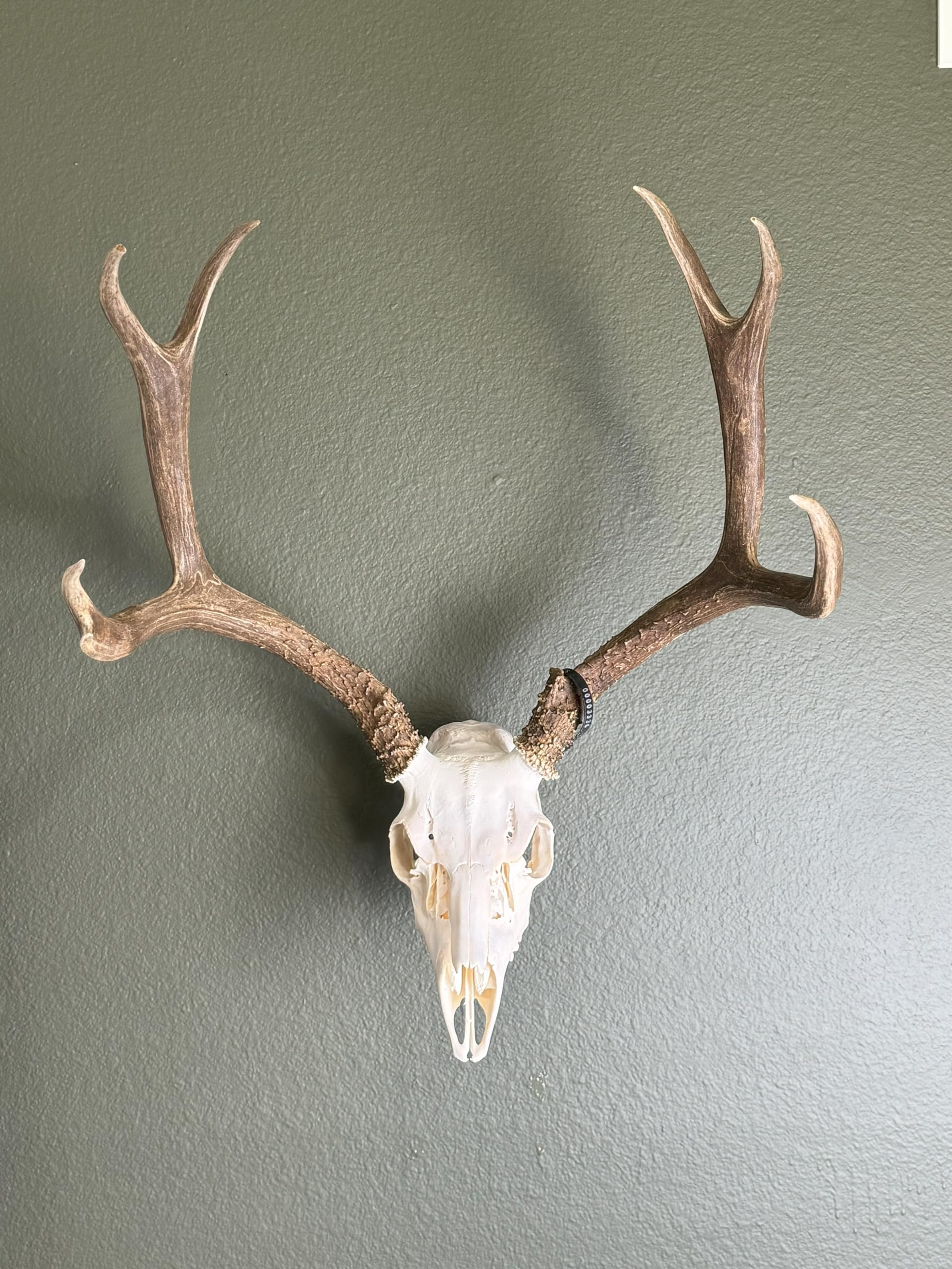 Prized Possessions USA based trophy display solution for hunters and collectors.