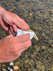 Pro-Cure Trophy Trout Baitwaxx wax texture highlights sticky, long lasting formula.
