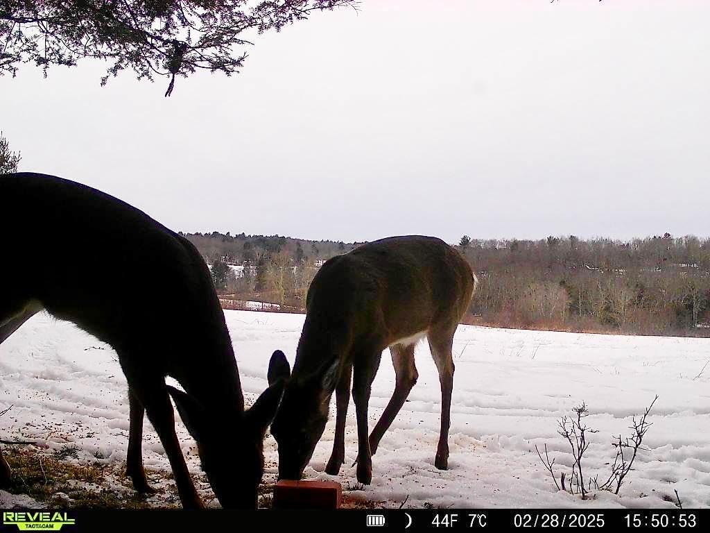 Backyard use setup provides simple deer enrichment at home.