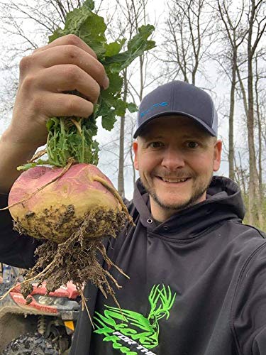 Close-up of turnip, sugar beet and brassica seeds in Sugar Rush mix