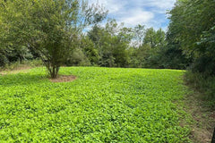 Sowing Sugar Rush seeds across soil to create a deer forage plot