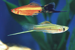 Quinn's Fins Mixed Swordtail Regular fish in a bright display, great for contemporary community aquariums.