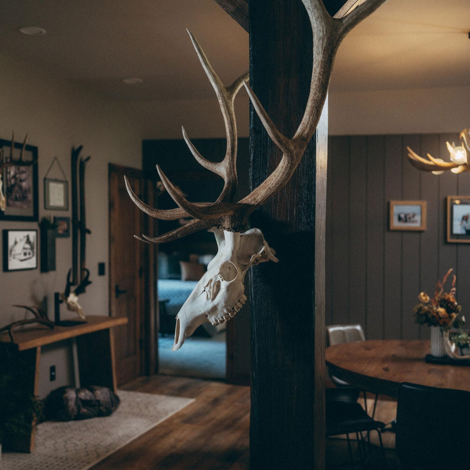 RACK HUB RHE XL moose euro mount showcases big game trophy