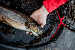 Rapala Countdown Elite 55 depth-control lure enabling precise sinking and targeted depths.