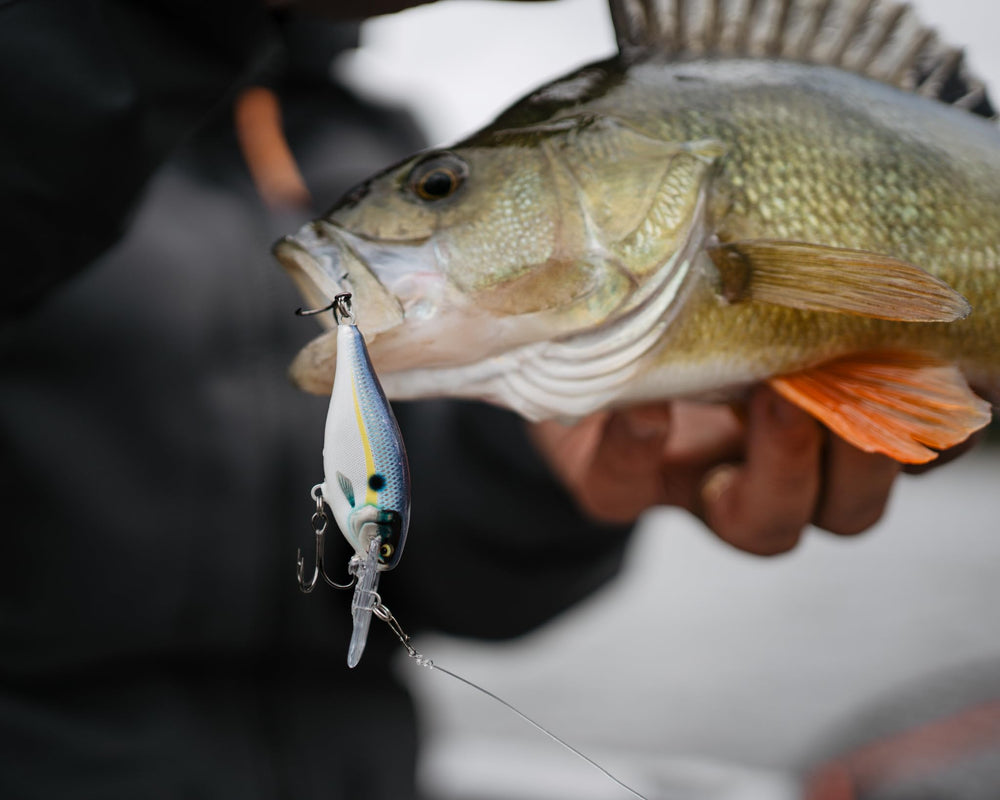 Rapala Shad Rap Elite lightweight balsa body delivering natural action