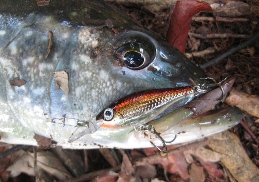 Rapala Ultra Light Minnow 06 shows wobble action for confident strikes in shallow water.