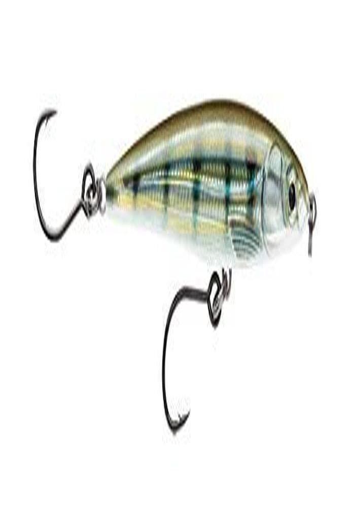 Rapala X-Rap Twitchin' Minnow in Pinfish color ready for aggressive strikes.