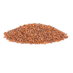Ravish Radish seed germination illustrating uniform sprouting