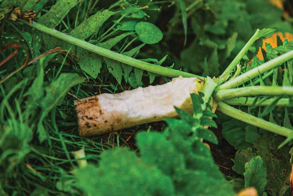 Ravish Radish tubers visible for winter forage for deer