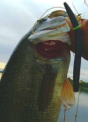 REAL FISH o-ring teeth grip bait to minimize slipping.