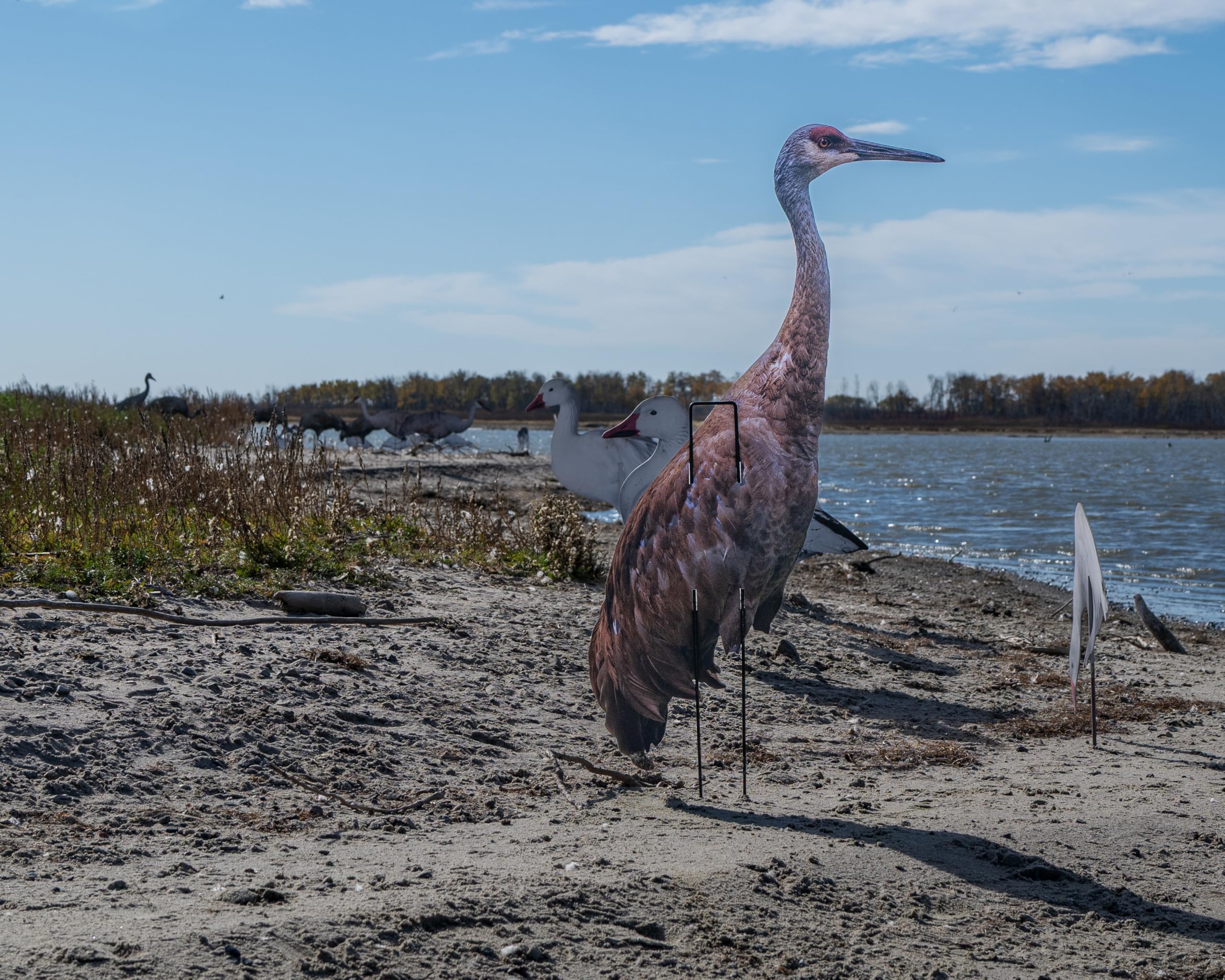 Real-Geese Gen 3 Sandhill Crane decoy rear pose C from behind for depth